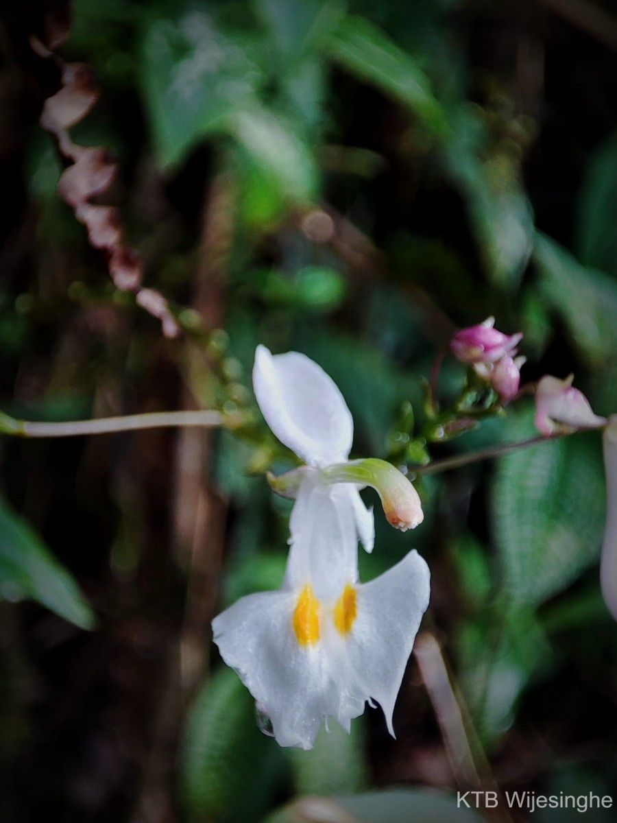 Impatiens cornigera Arn.